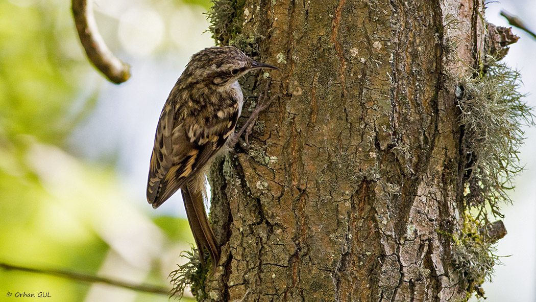 Short-toed Treecreeper