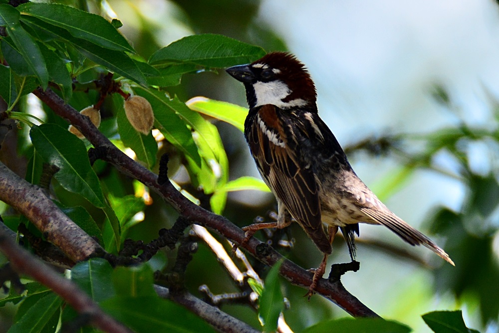 Spanish Sparrow