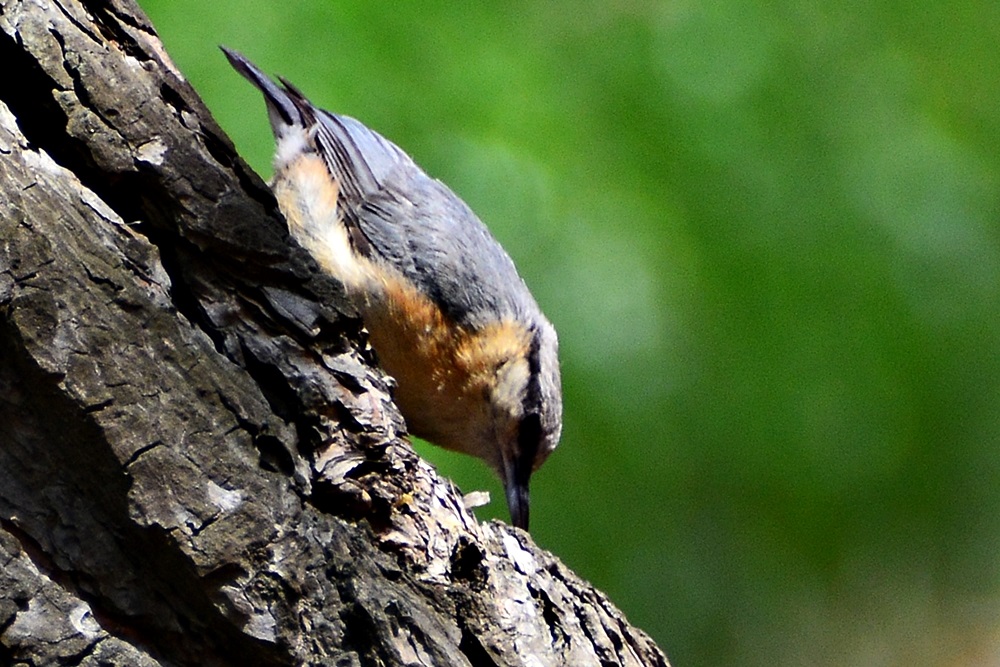 Eurasian Nuthatch