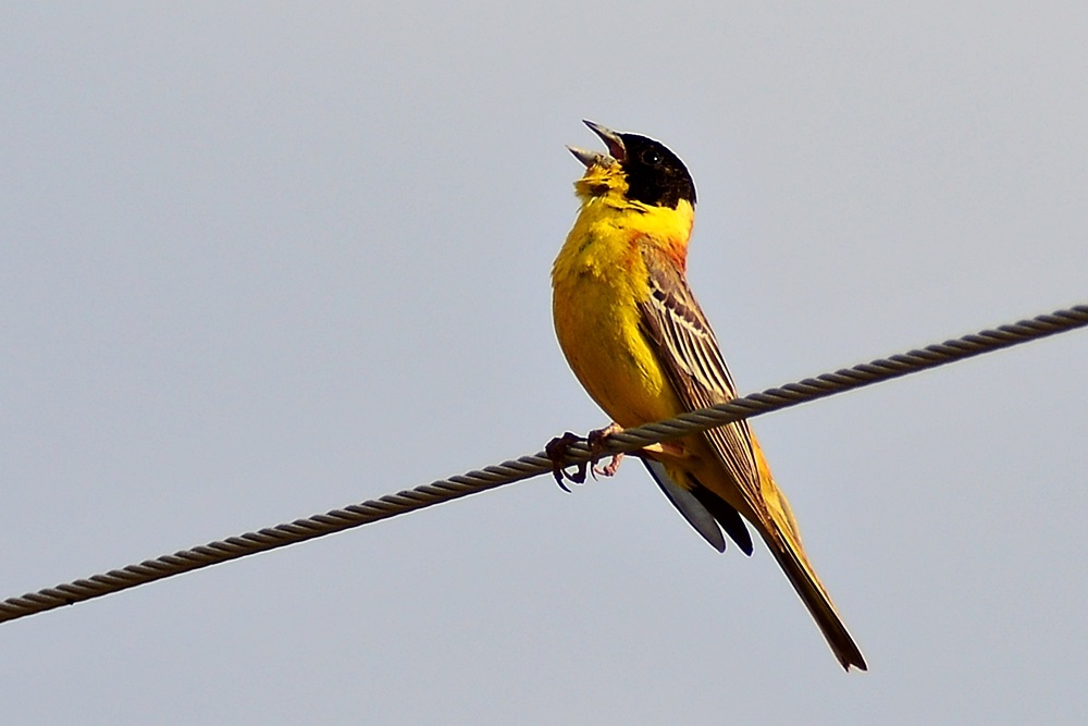 Black-headed Bunting