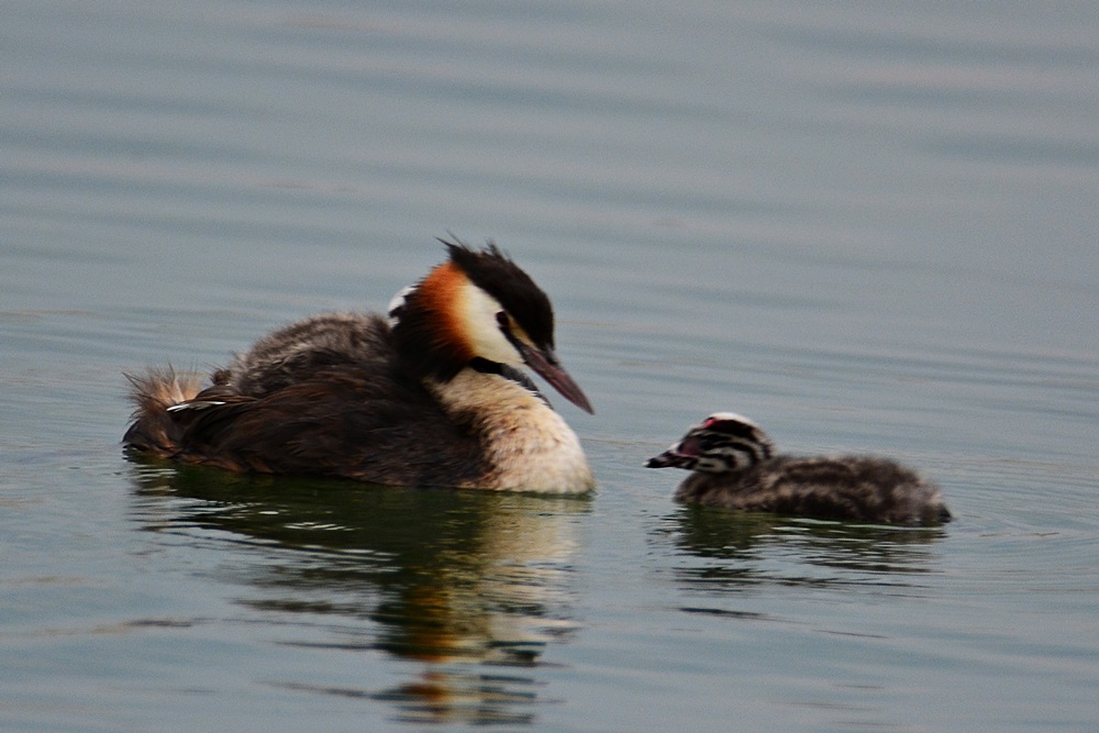 Great Crested Grebe