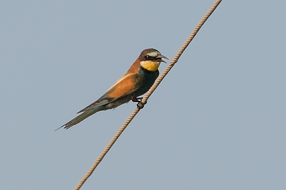 European Bee-eater