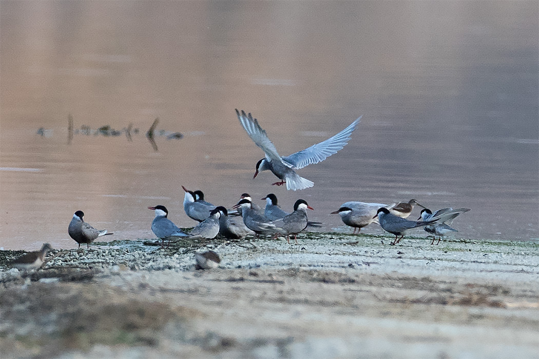 Whiskered Tern