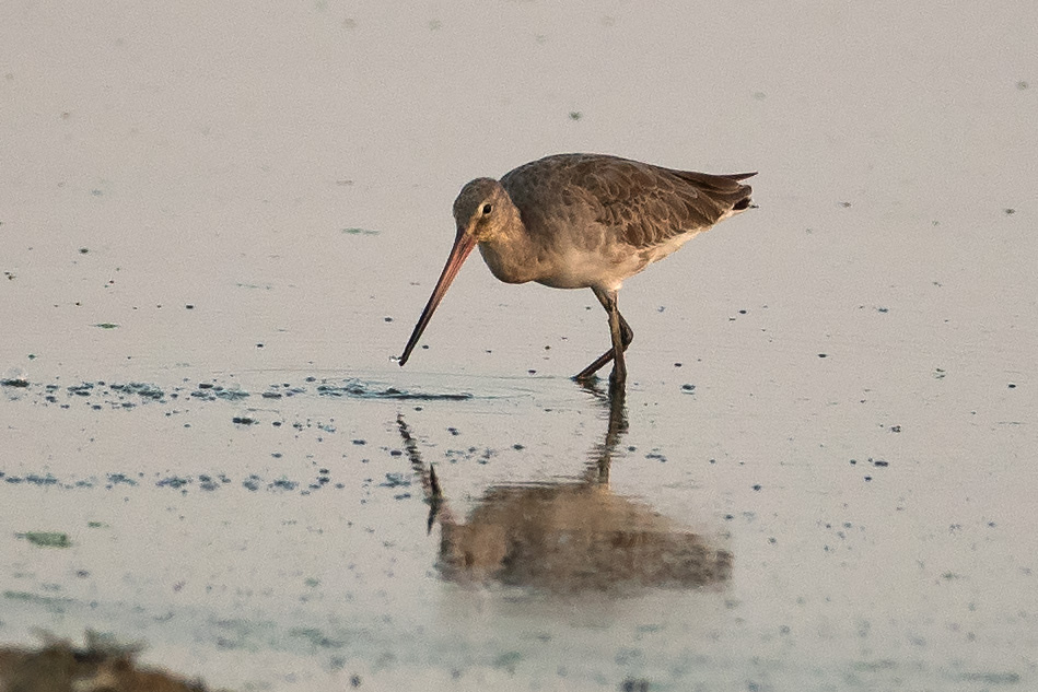 Black-tailed Godwit