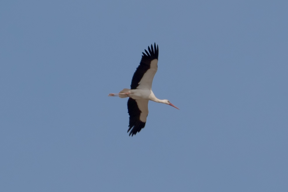 White Stork