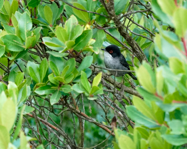 Sardinian Warbler