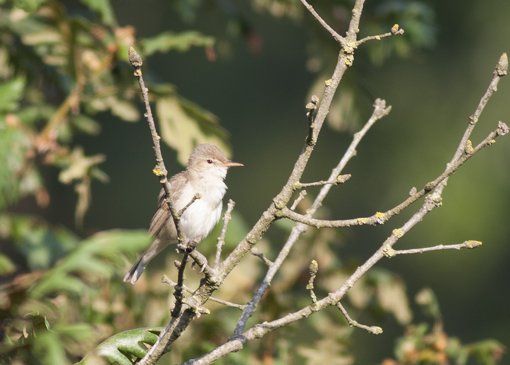 Eastern Olivaceous Warbler