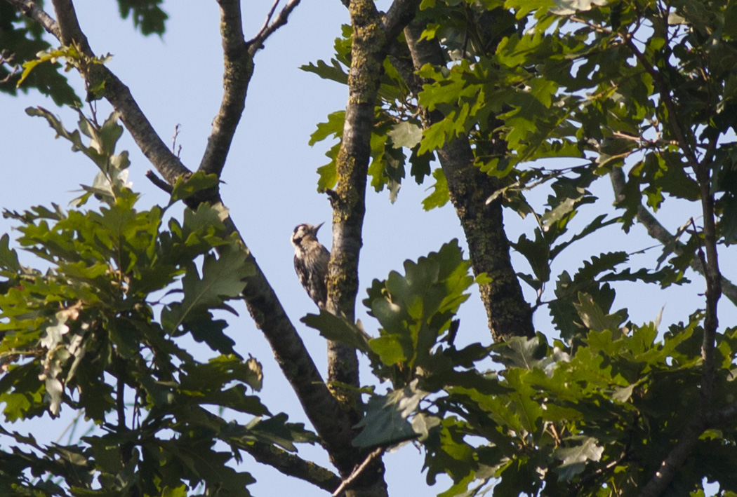 Lesser Spotted Woodpecker