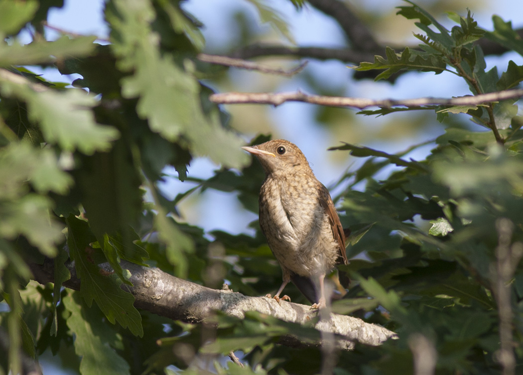 Common Nightingale