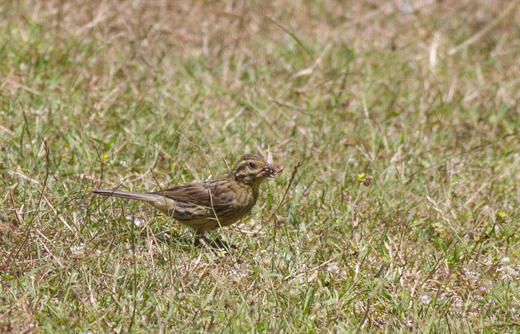 Cirl Bunting