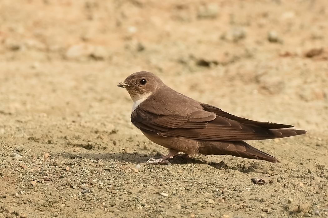 Eurasian Crag Martin