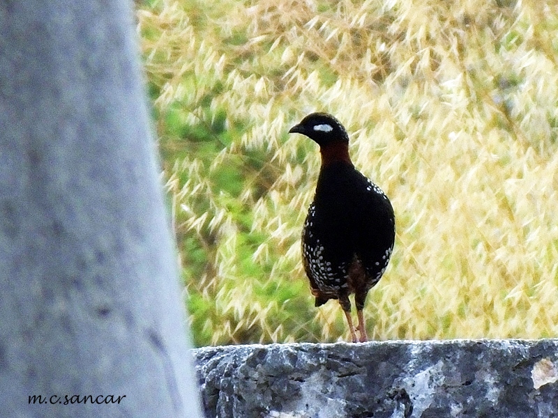 Black Francolin