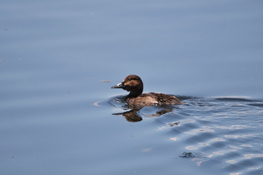 Ferruginous Duck