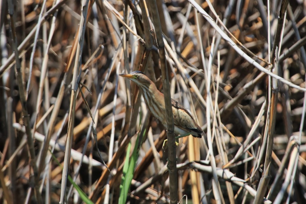 Little Bittern