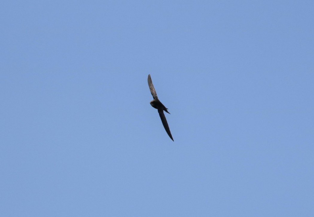 Pallid Swift