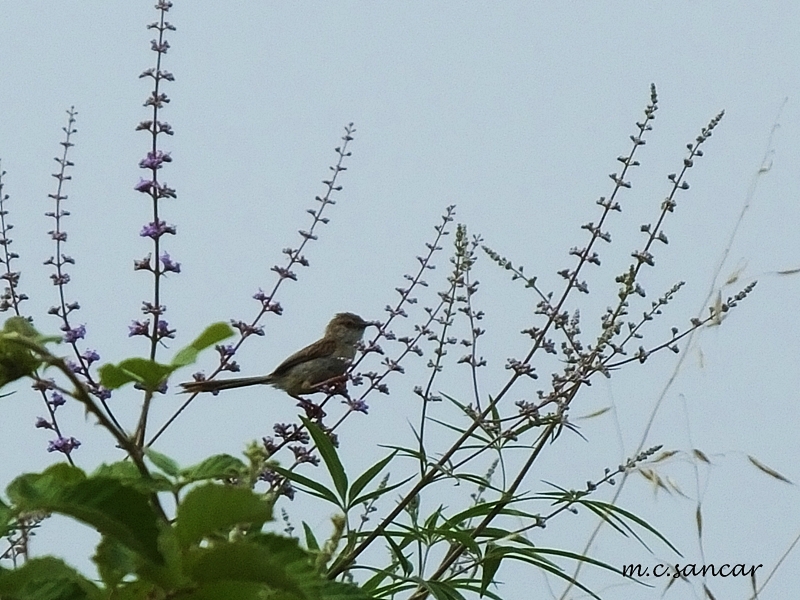 Delicate Prinia