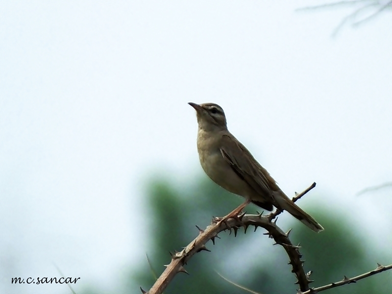 Rufous-tailed Scrub Robin
