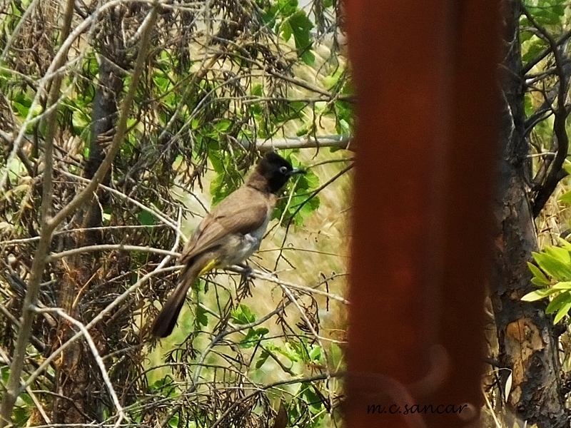 White-spectacled Bulbul