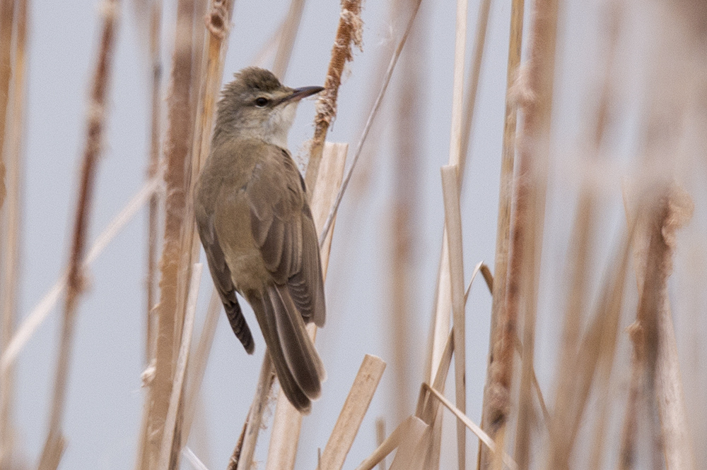 Great Reed Warbler
