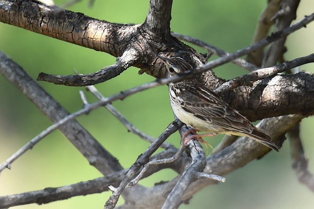 Richard`s Pipit