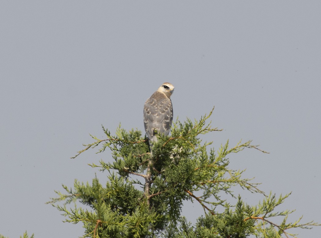 Black-winged Kite