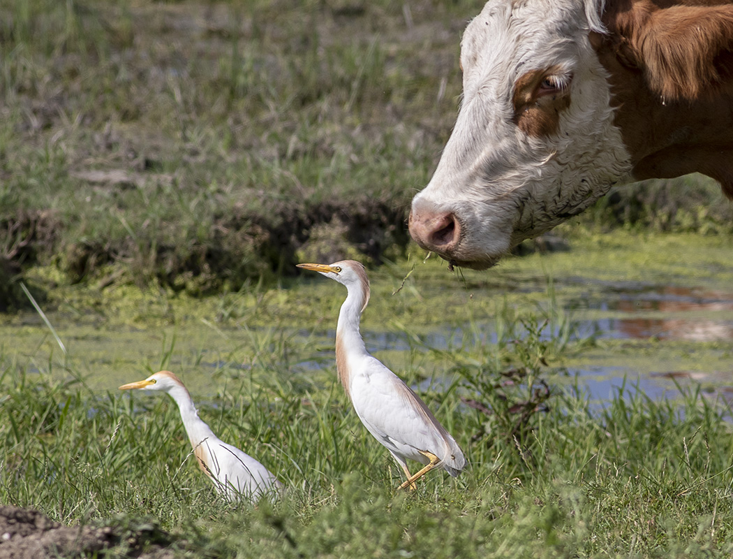 Western Cattle Egret
