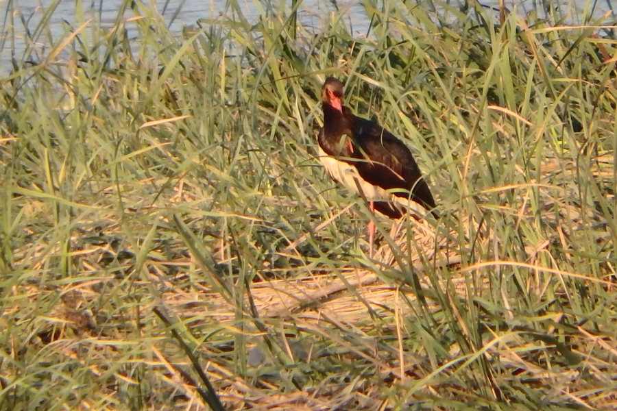 Black Stork