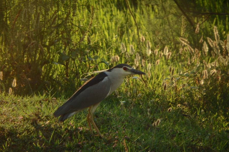 Black-crowned Night Heron