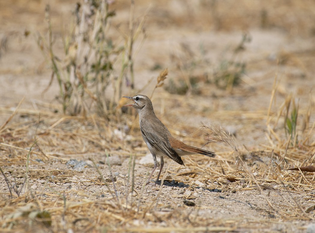 Rufous-tailed Scrub Robin