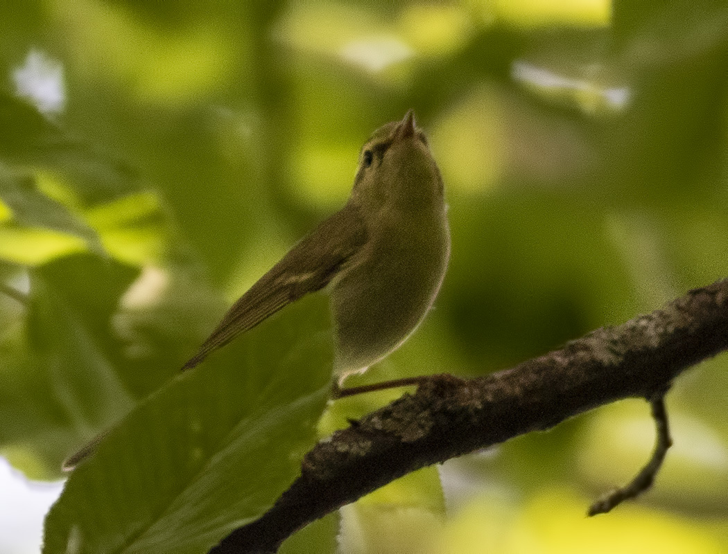 Green Warbler