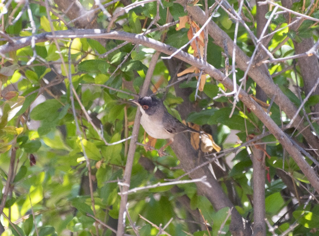 Menetries`s Warbler