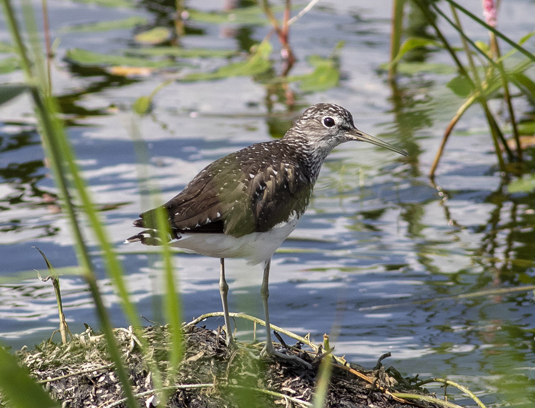 Green Sandpiper