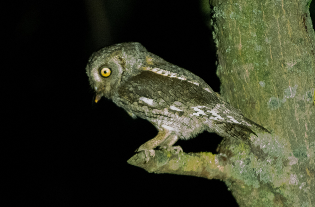 Eurasian Scops Owl