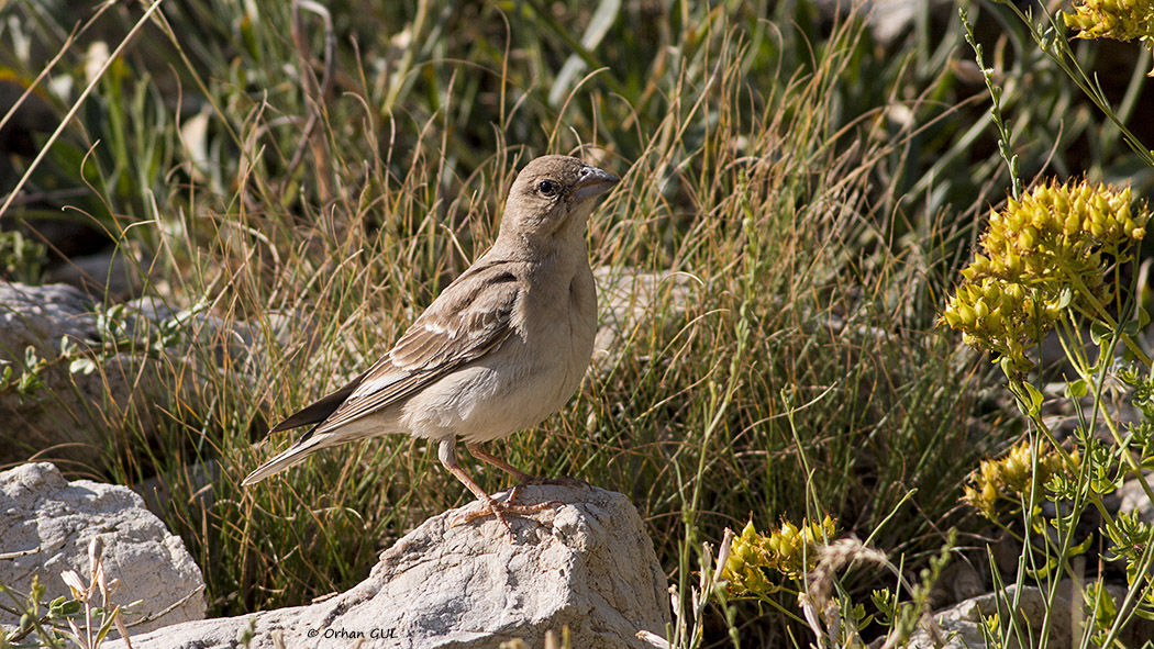 Pale Rockfinch
