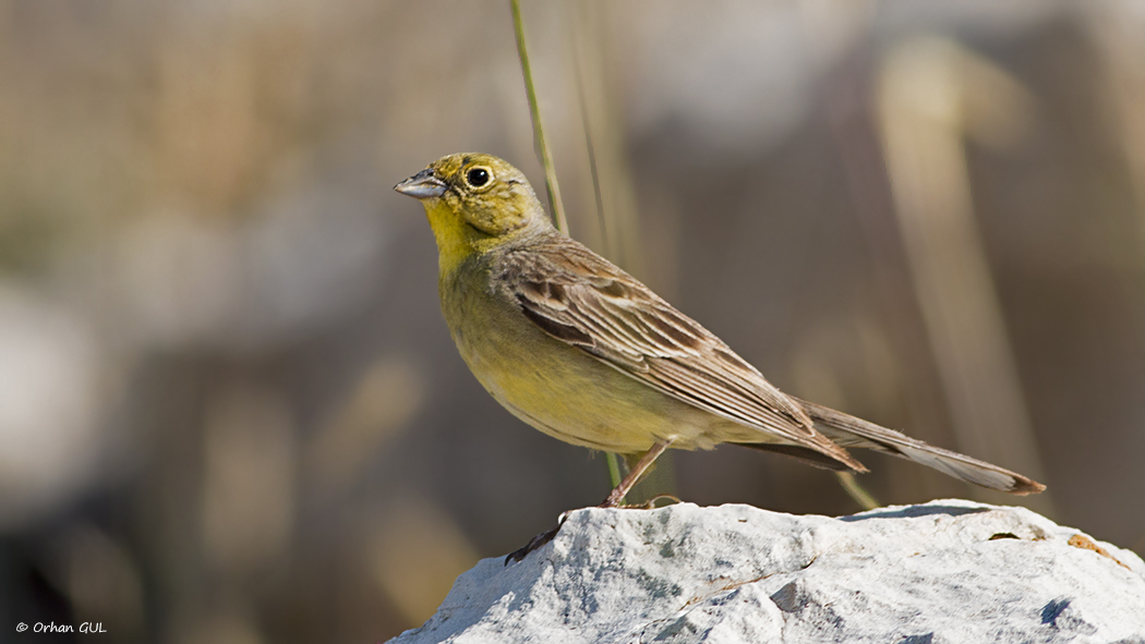 Cinereous Bunting