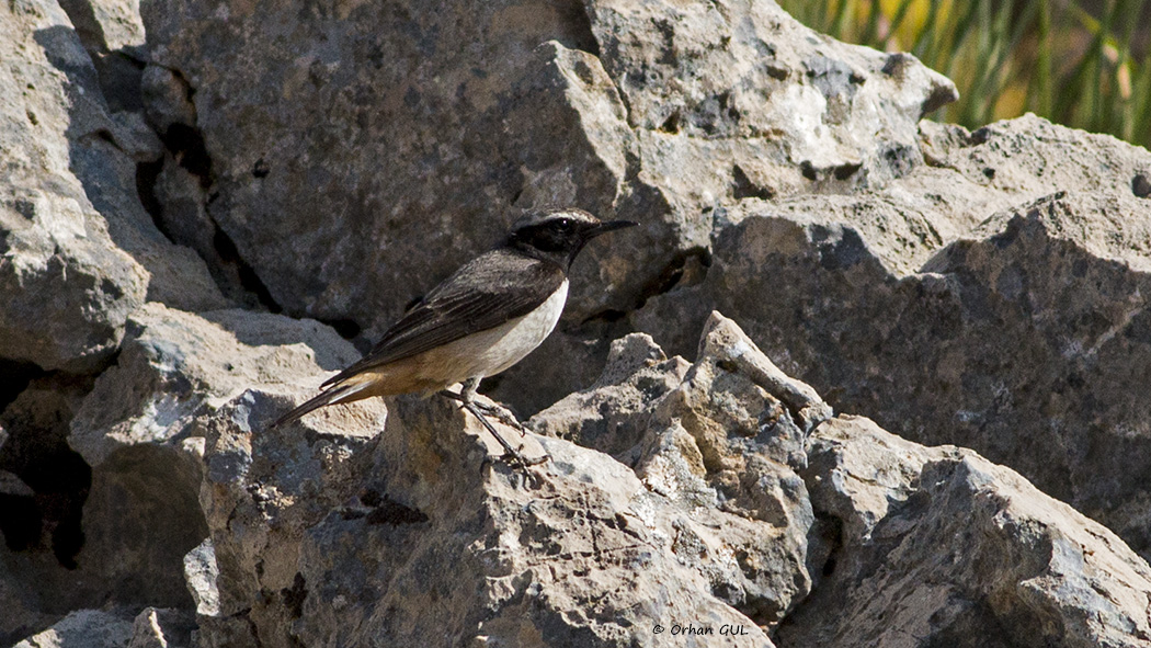 Red-tailed Wheatear