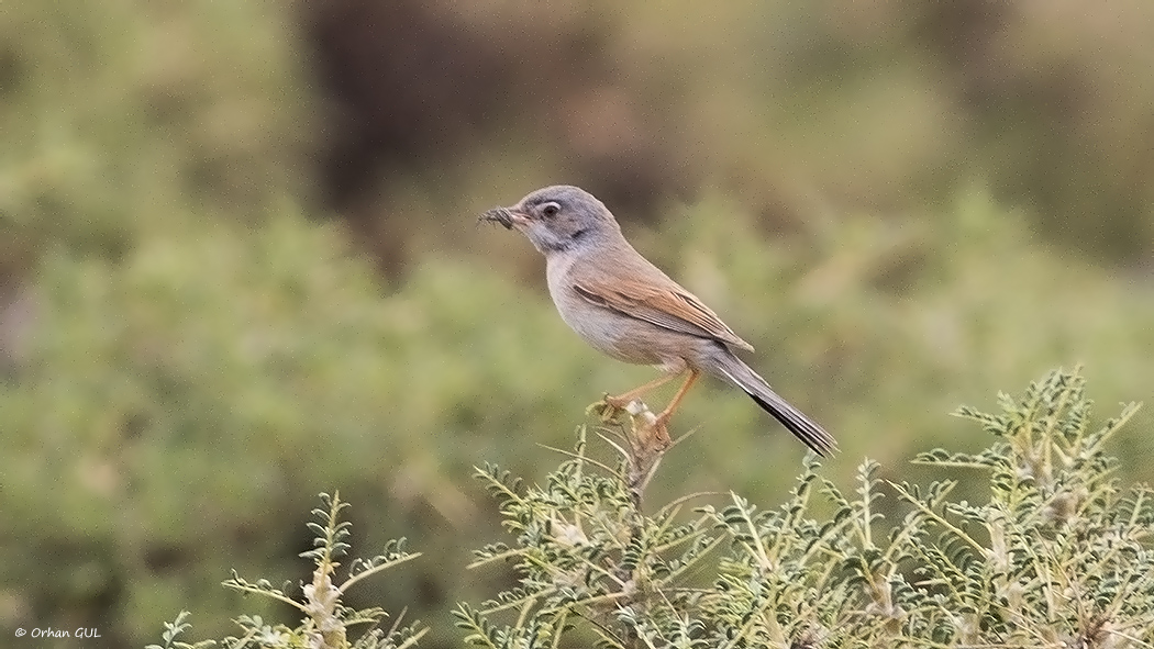 Spectacled Warbler