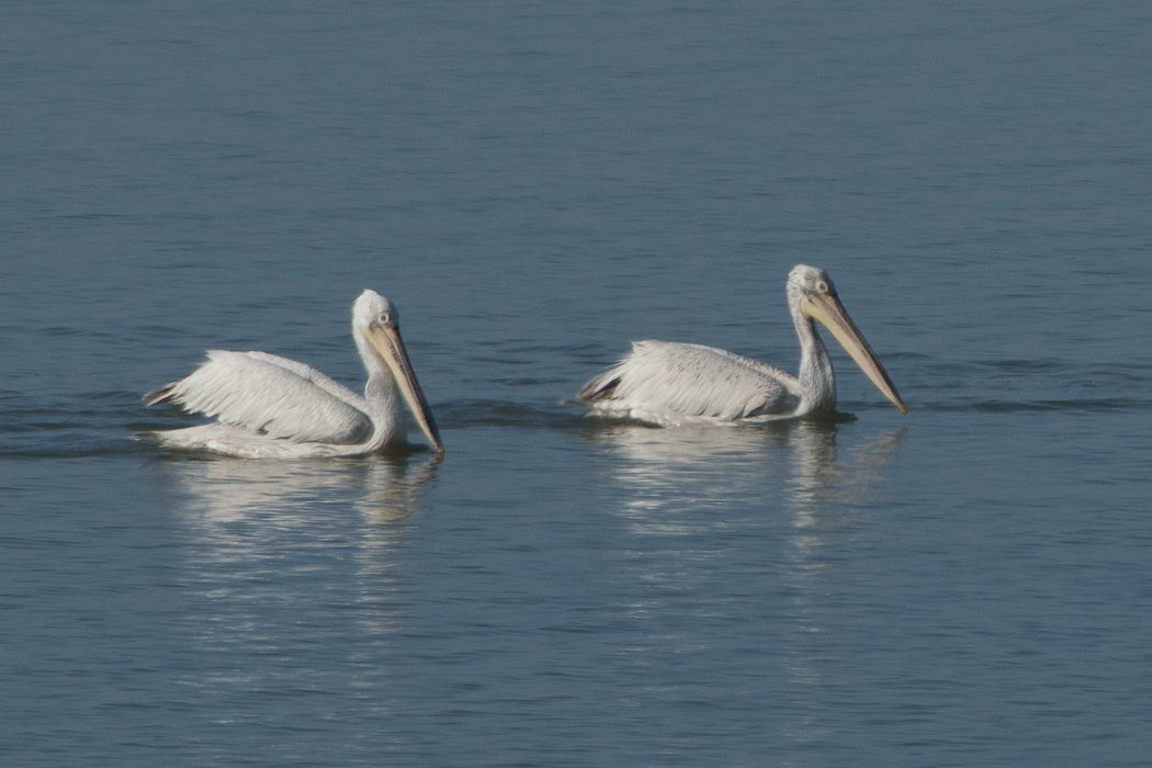 Dalmatian Pelican