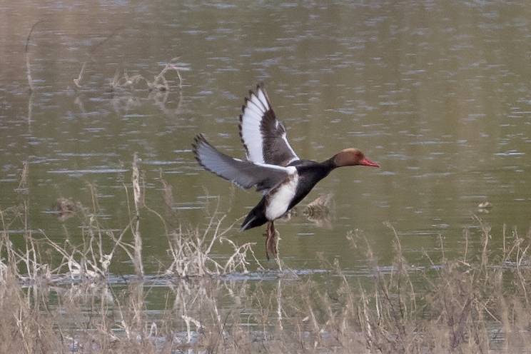 Red-crested Pochard