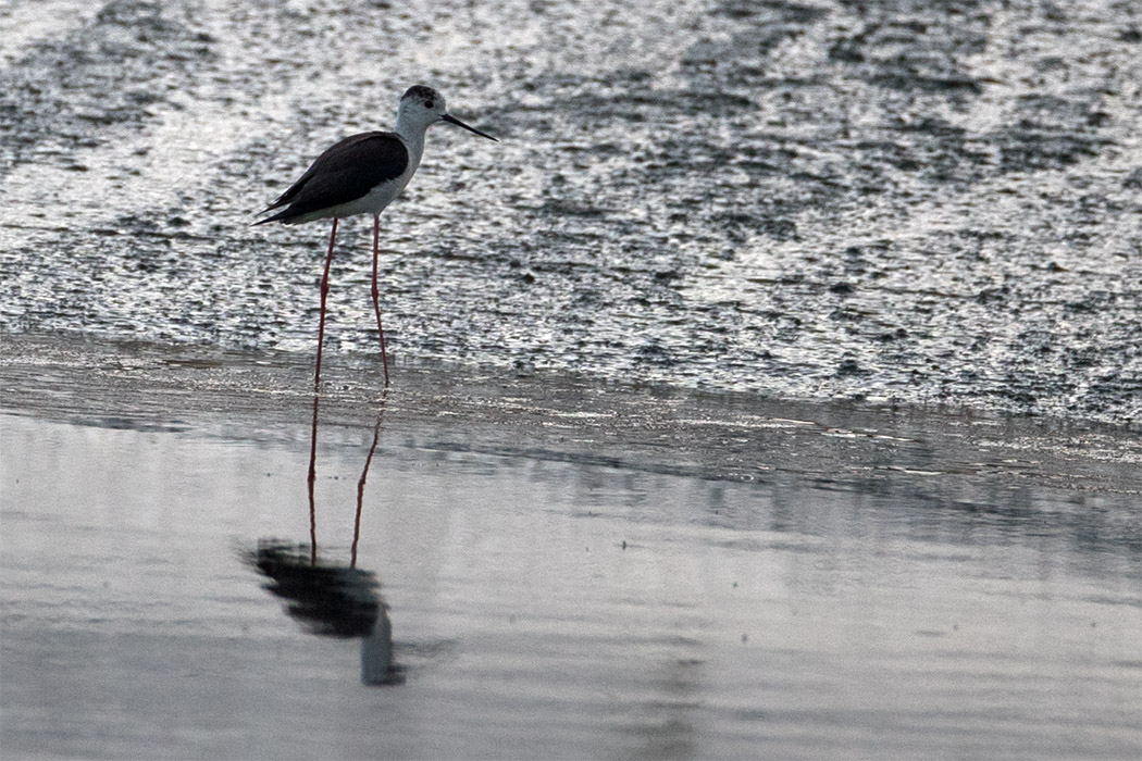 Black-winged Stilt