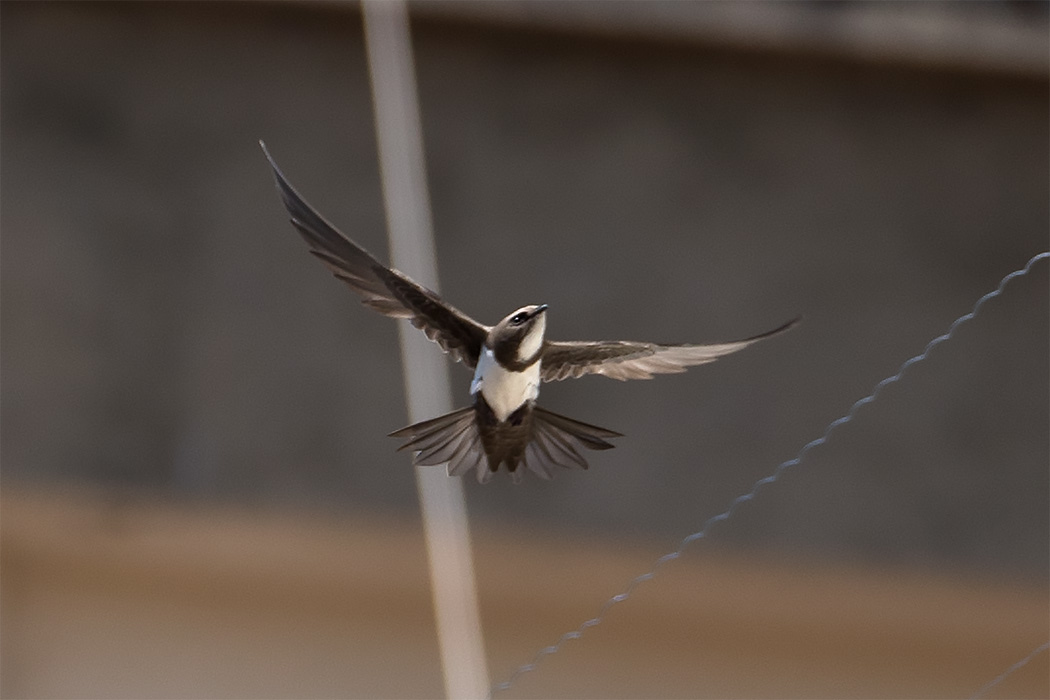 Alpine Swift