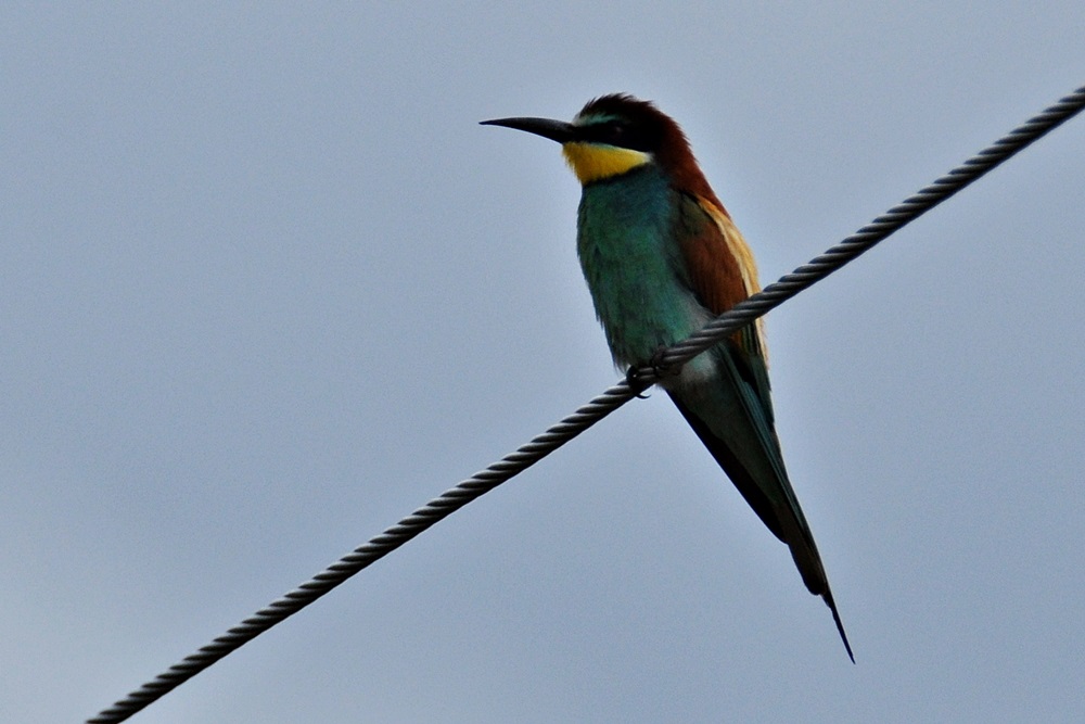 European Bee-eater