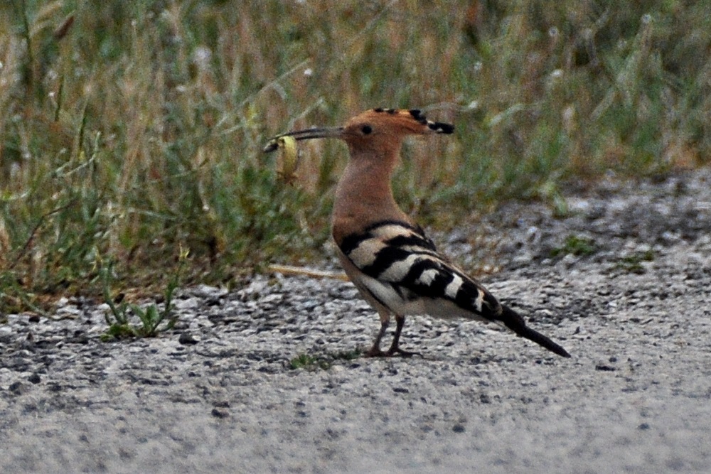 Common Hoopoe