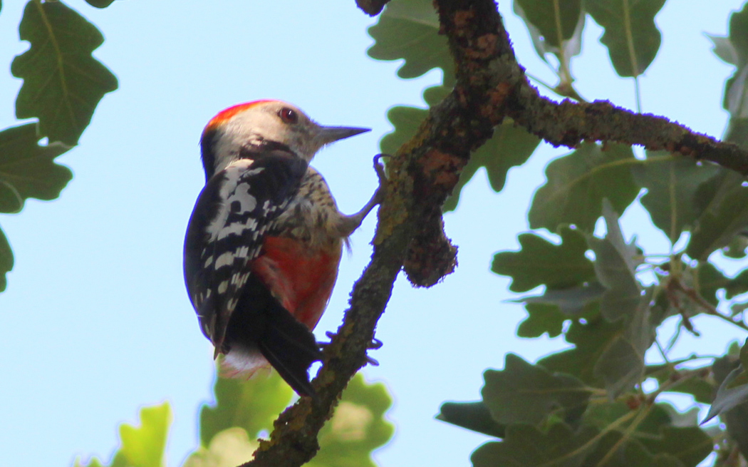 Middle Spotted Woodpecker