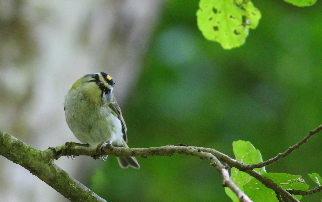 Common Firecrest