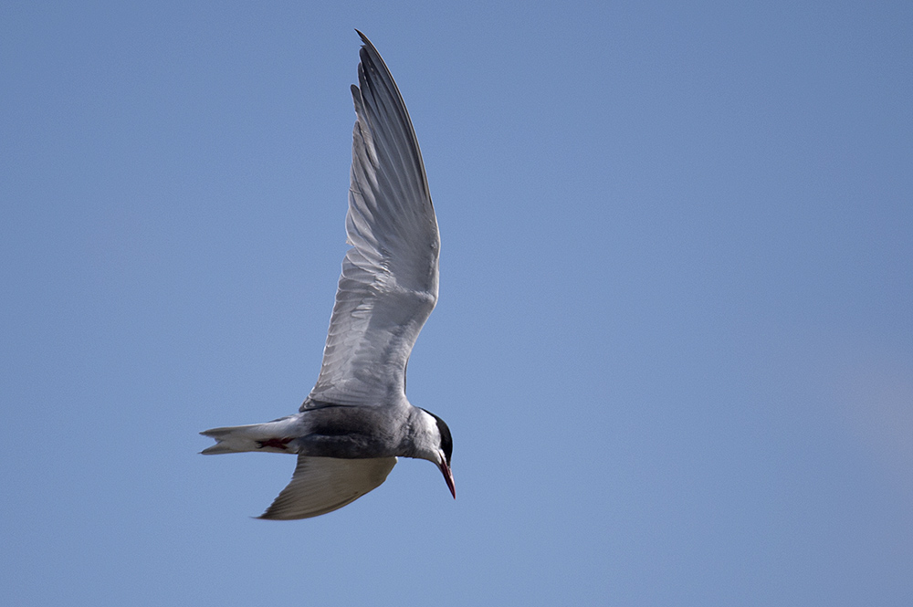 Whiskered Tern