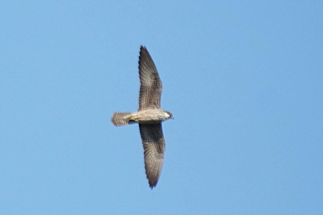 Eleonora`s Falcon