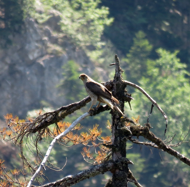 Eurasian Goshawk