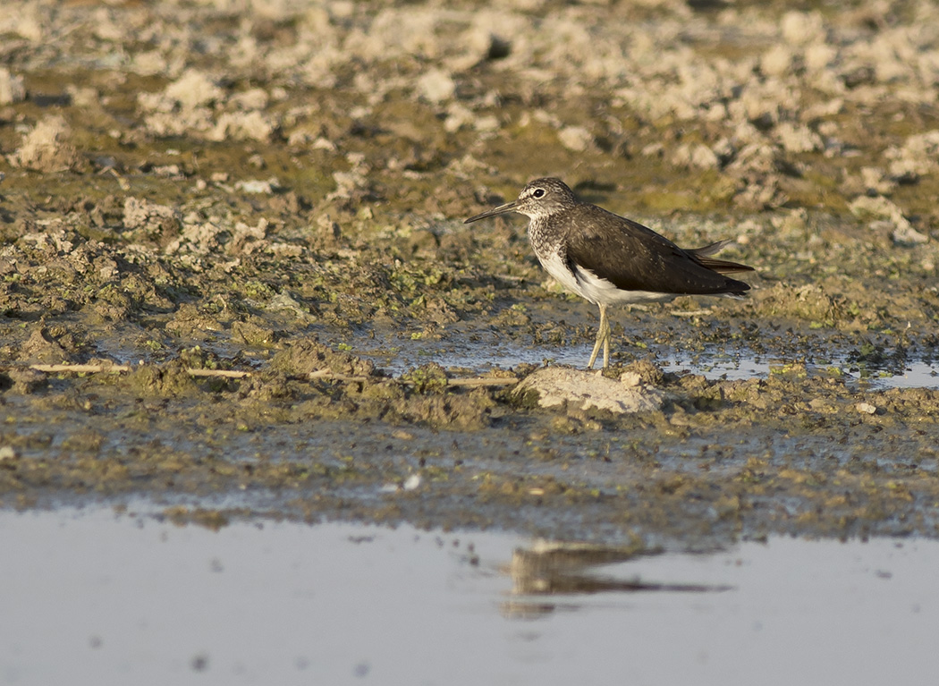 Green Sandpiper