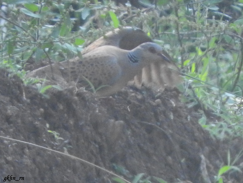 European Turtle Dove